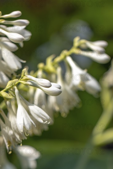 White flowers of a hosta against a green, blurred background, Ternitz, Lower Austria, Austria