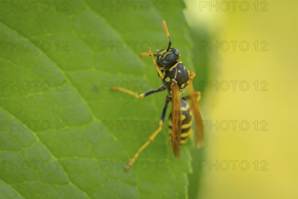 Common wasp (Vespula vulgaris) on a green leaf in close-up, Ternitz, Lower Austria, Austria