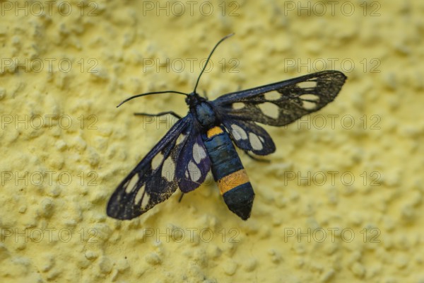 White-spotted violet (Amata phegea) with patterned wings on a textured yellow wall, Ternitz, Lower
