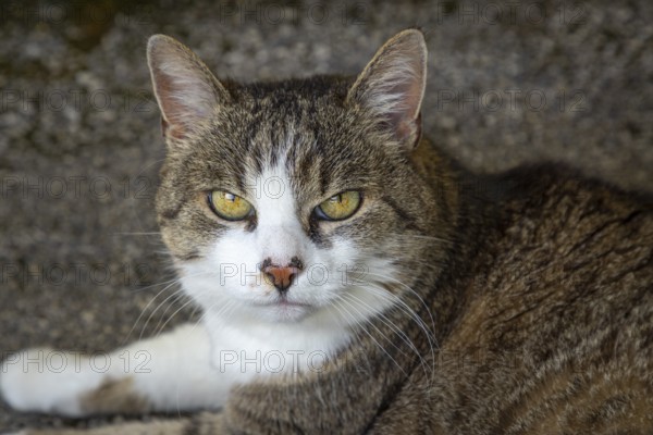 Portrait of a lying cat (Felis Catus) with intense gaze and striking fur pattern, Ternitz, Lower