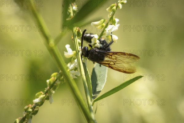 Scolia hirta (Scolia hirta) sitting on flowers of Bokhara clover (Melilotus albus), Ternitz, Lower