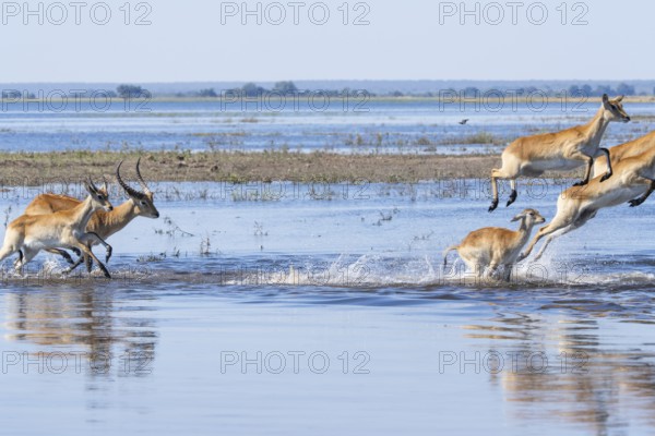 Red lechwe antelope herd (Kobus lache) runs through shallow water, splashing wildly in Chobe River.