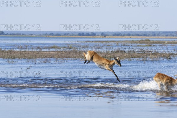 Red lechwe antelope (Kobus lache) jumps over shallow water, splashing wildly in Chobe River. Chobe