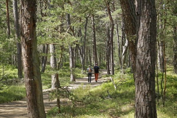 Walker, forest, Darßer Ort, Born a. Darß, National Park Vorpommersche Boddenlandschaft,