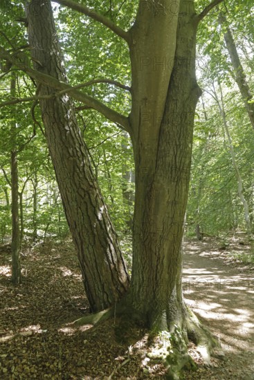 Intergrown tree trunks, Darßer Ort, Born a. Darß, National Park Vorpommersche Boddenlandschaft,