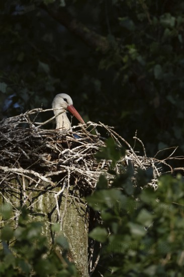 Secretly... White stork (Ciconia ciconia), breeding, courting stork sits in the early morning