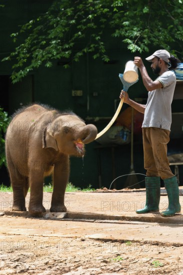 Orphaned Baby elephant being fed with milk by a caretaker, Pinnawala Elephant Orphanage,