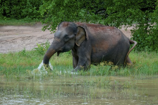 Sri Lankan elephant (Elephas maximus maximus) drinking water, Uda Walawe National Park, Sri Lanka