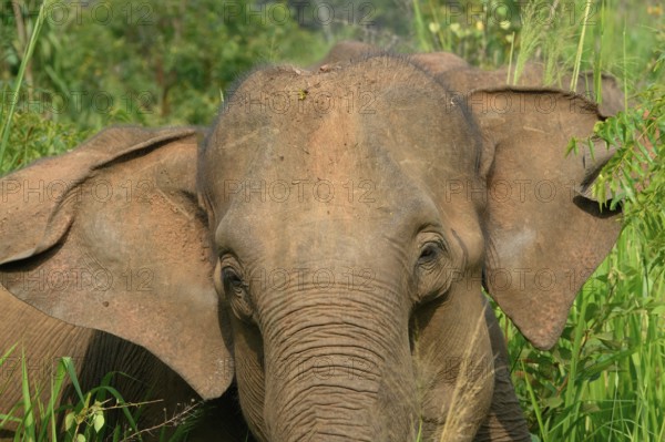 Sri Lankan elephant (Elephas maximus maximus) portrait in high grass, Hurulu Forest Reserve, Sri