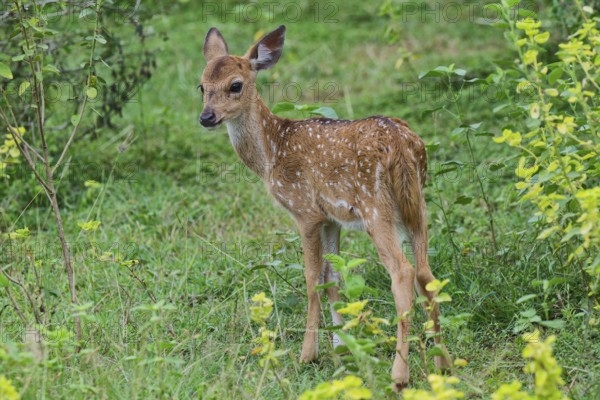 Young Sri Lankan axis deer or Ceylon spotted deer (Axis axis ceylonensis), Yala National Park, Sri
