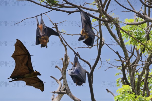Sleeping Indian flying foxes (Pteropus giganteus chinghaiensis) in a tree, one flying by,