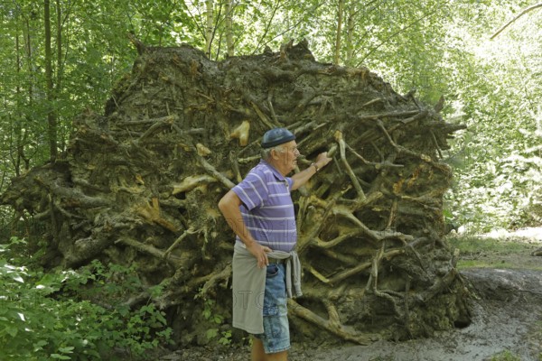 Tree root, elderly gentleman, Darßer Ort, Born a. Darß, National Park Vorpommersche