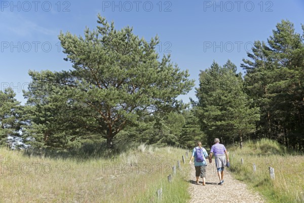 People, walkers, trees, grass, hiking trail, Darßer Ort, Born a. Darß, National Park Vorpommersche