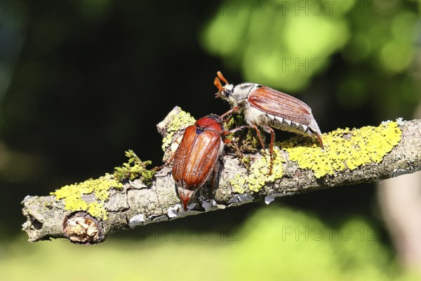 May beetle, wood cockchafer (Melolontha hippocastani), male and female, on a lichen-covered branch,