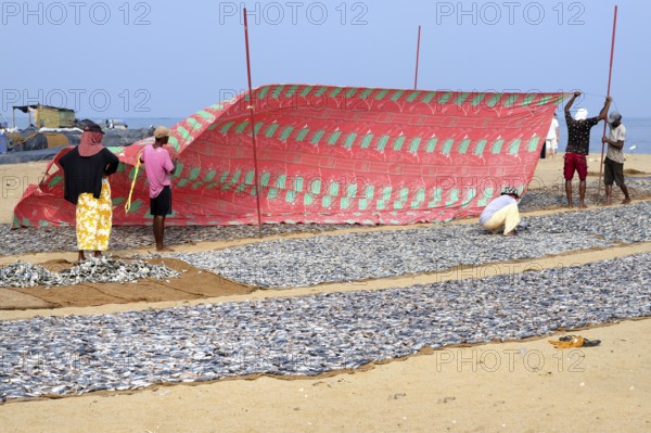 Fishermen spreading a protection tarpaulin over drying fish, Negombo, Sri Lanka