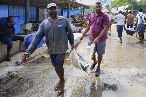 Fishermen carrying big fish in the market, Negombo, Sri Lanka