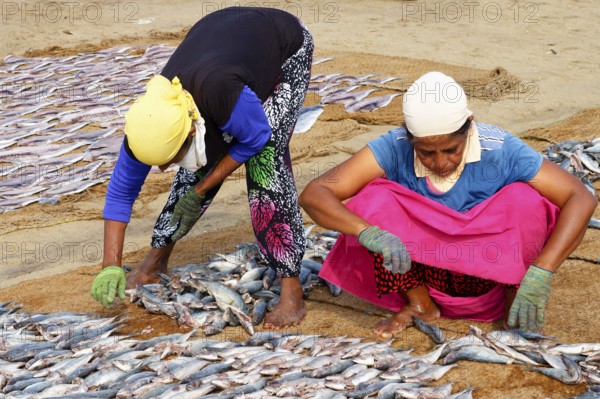 Women spreading fish to dry, Negombo, Sri Lanka
