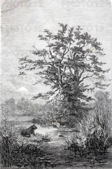 Tamarind trees, group of trees on the Gazelle River, Bahr al-Ghazal, c. 1880, Congo, Africa,