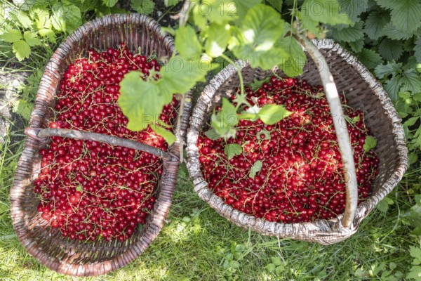 Two baskets of redcurrants or currants, Ribes Rubum, Upper Bavaria, Bavaria, Germany