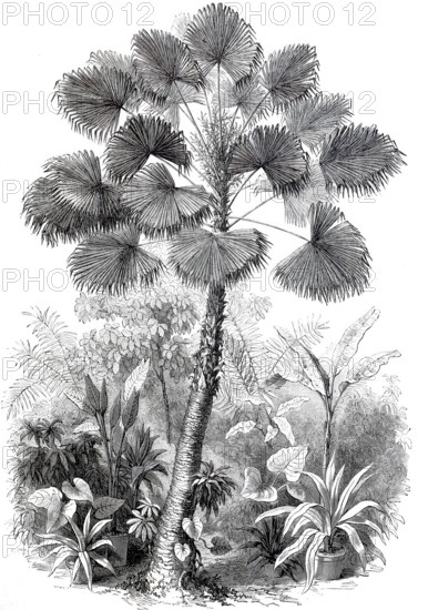 Latan tree is a type of palm tree, West Indian palm tree, digitally enhanced reproduction from a