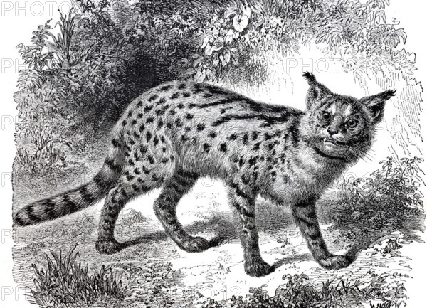 Serval, Leptailurus serval, a medium-sized species of cat, 1875, digitally enhanced reproduction