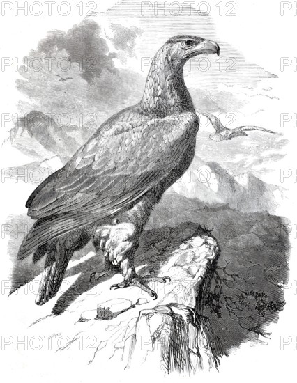 Golden eagle, golden eagle, Aquila chrysatos, around 1878, digitally enhanced reproduction from a