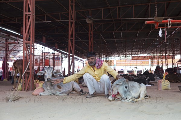 Indian man with injured cows, Gaushala or cattle shelter or shelter for cows, Shree Bagh Wale