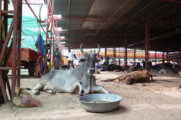 Injured cow, Gaushala or cattle shelter or shelter for cows, Shree Bagh Wale Balaji Gaushala