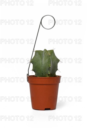 Small potted 'Stenocereus Pruinosus' cactus houseplant with metal holder on white background.
