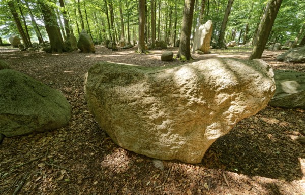 Erratic blocks in the Neuenknick erratic block forest in the Teutoburg Forest. Around 2000 of the