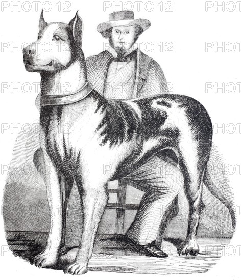 Great American Mastiff, dog with its owner, 1875, digitally enhanced reproduction from a 19th