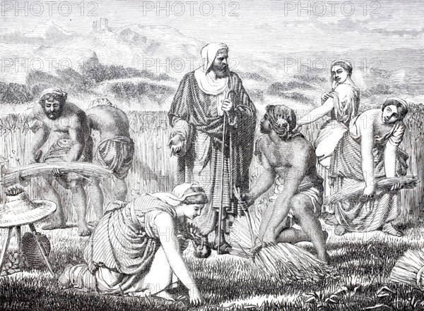 Biblical story, Ruth and Boaz as reapers, grain harvest, Ruth throws herself humbly to the ground