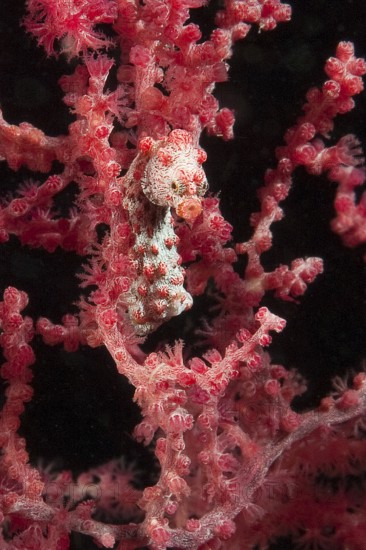 Extreme close-up underwater photo of pygmy seahorse (Hippocampus bargibant) in gorgonian (Muricella