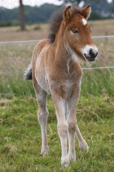 Young Icelandic stallion (Equus islandicus), foal in a meadow, colt, male, animal child,