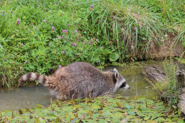 An adult raccoon (Procyon lotor) searches for food in the shallow water of a stream surrounded by