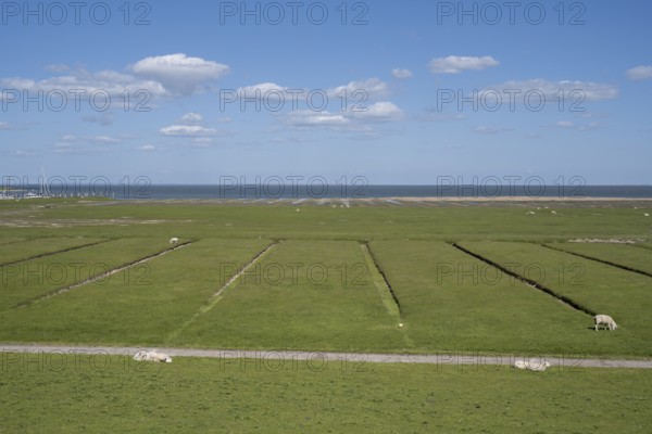 Salt marshes, SÃ¼derkoog, Tammensiel, Pellworm Island, North Frisia, North Sea, Schleswig-Holstein,