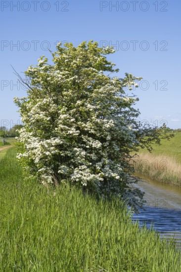 Blooming hawthorn (Crataegus) at the Siel, Pellworm Island, North Frisia, North Sea,