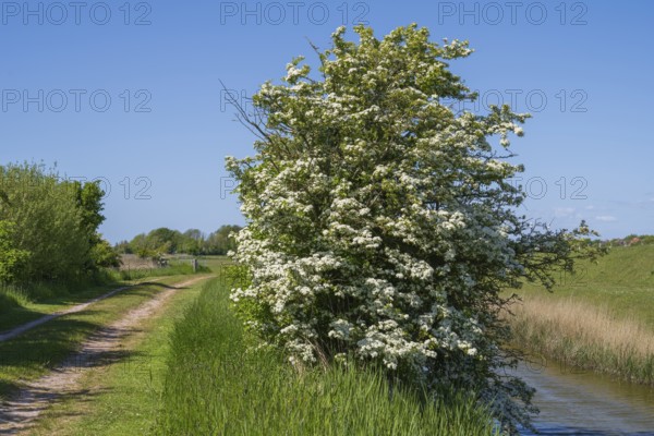 Blooming hawthorn (Crataegus) at the Siel, Pellworm Island, North Frisia, North Sea,