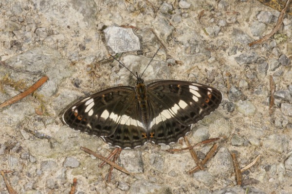 White admiral (Limenitis camilla) sunbathing on gravelled ground on a forest path,