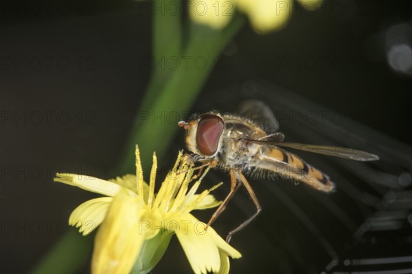 A winter hoverfly (Episyrphus balteatus) sits on a hawkweed (Hieracium sp.) flower and nibbles on