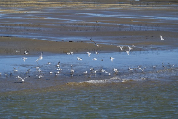 Black-headed gulls (Laridae ridibundus) over the Wadden Sea, low tide, Schleswig-Holstein Wadden