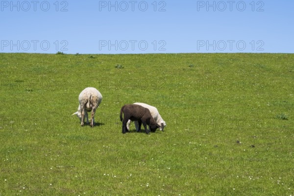 Two white and one black sheep on the dyke, Nordstrand, North Frisia, North Sea, Schleswig-Holstein,