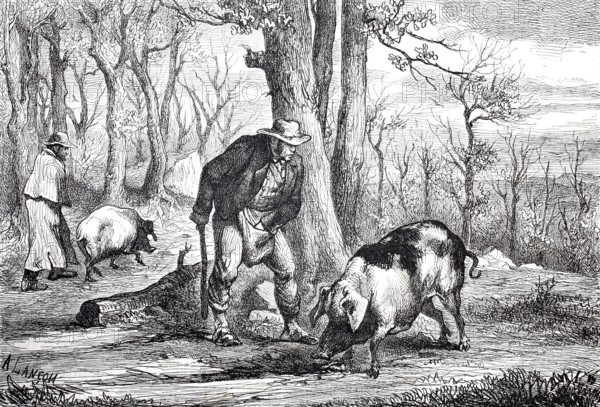 Truffle hunt in the forest with a truffle pig, 1870, Perigord, France, Historical, digitally