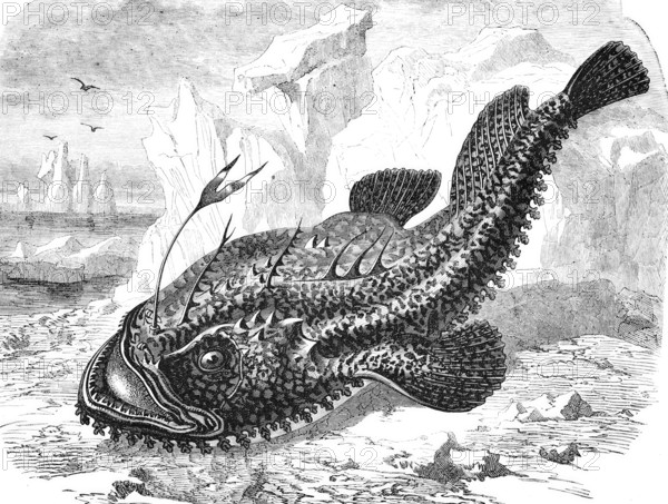 Lophius piscatorius, anglerfish, also known as anglerfish or Lotte, sea frog, historical,