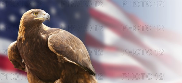 California golden eagle in front of the american flag banner