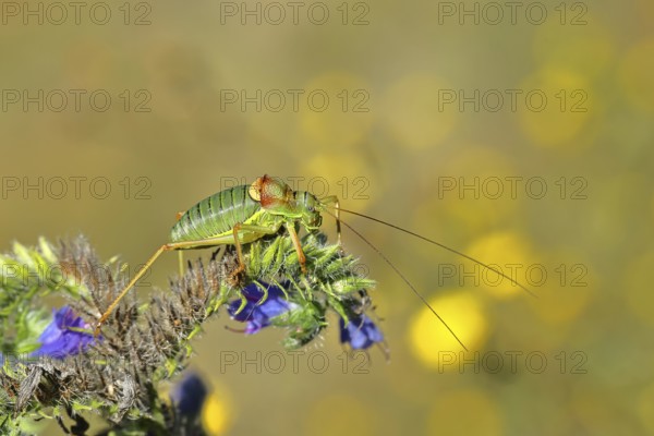 Steppe saddle grasshopper, steppe saddle grasshopper (Ephippiger ephippiger), male, on Viper's