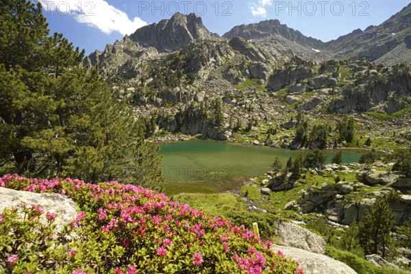 Azalea in bloom at the glacial lake Estany de les Obagues de Ratera or Lagunas Llosas in the