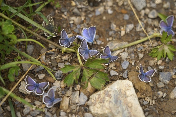 Blues in the Bujaruelo Valley or Valle de Bujaruelo near Torla-Ordesa, Spain