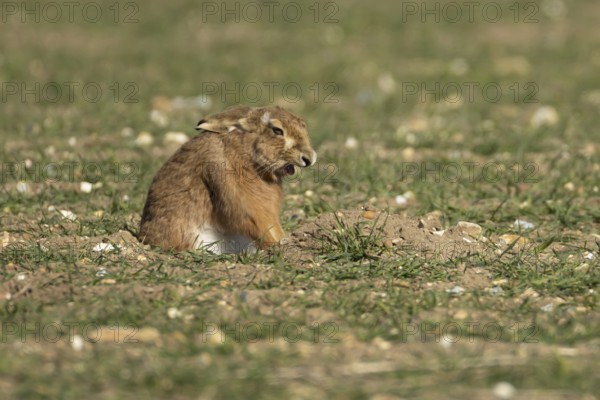 European brown hare (Lepus europaeus) adult animal yawning in a farmland field in springtime,