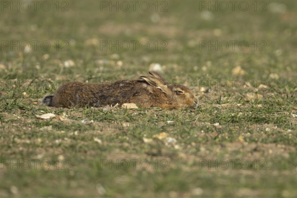 European brown hare (Lepus europaeus) adult animal sleeping in a farmland field in springtime,
